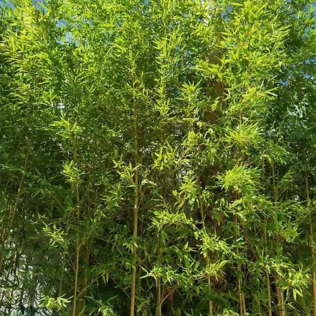 Pine And Lime