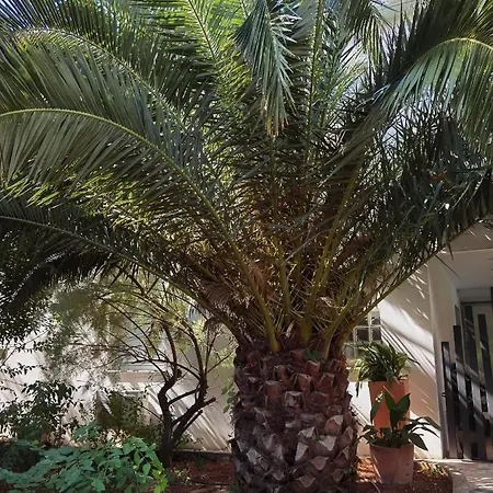 Pine And Lime * Pula