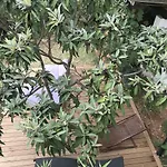 Apartment Pine And Lime *