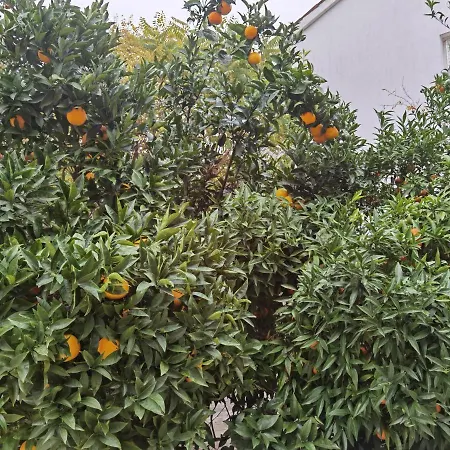 Pine And Lime Apartment