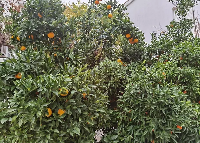 Pine And Lime Lejlighed