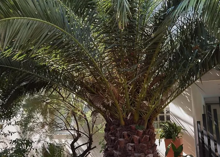 Pine And Lime * Pula